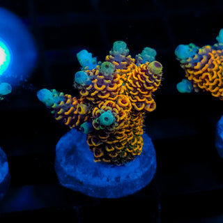 Molten Core Mille 057