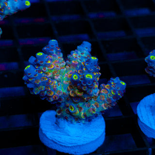 Viral Bloom 577