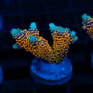 Molten Core Mille 056