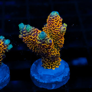 Molten Core Mille 055