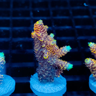 Ember Crown Mille 1031