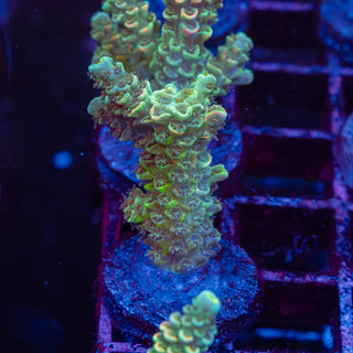 Solar Citrus R166