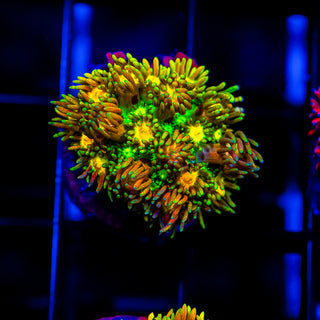 Acid Trip Goni G244