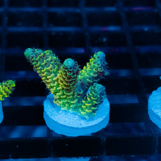 Solar Venom Mille 1101