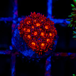 Crimson Goni G293