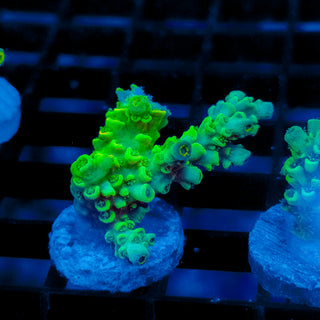 Biohazard Sunburst 730