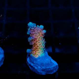 Rainbow Meltdown Mille 054