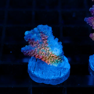Rainbow Meltdown Mille 053