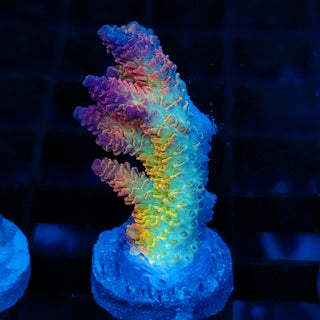 Rainbow Meltdown Mille 052