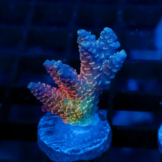 Rainbow Meltdown Mille 051