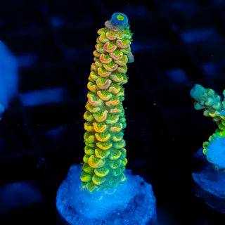 Solar Anomaly 050