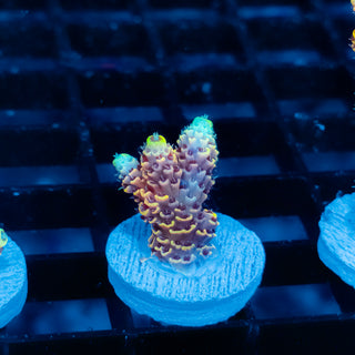 Ember Crown Mille 1030