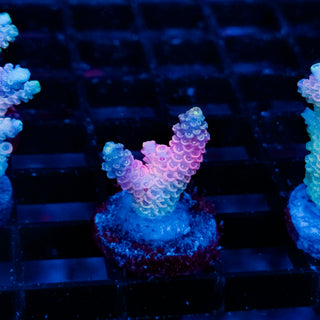 Plasma Blossom Mille 1001