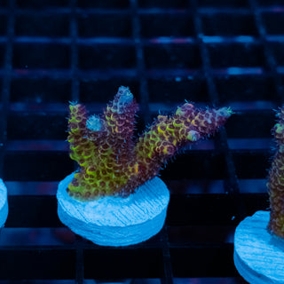 Violet Surge Mille 1066