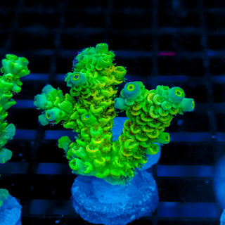 Biohazard Sunburst 729