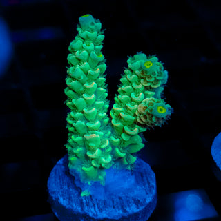 Acid Glow 116