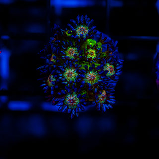 Mistletoe Goni G223
