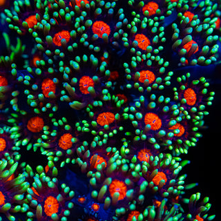 Red Eye Goni G282