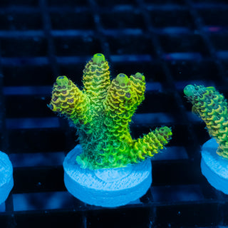 Solar Venom Mille 1100