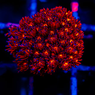 Crimson Goni G294