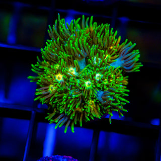 Acid Trip Goni G245