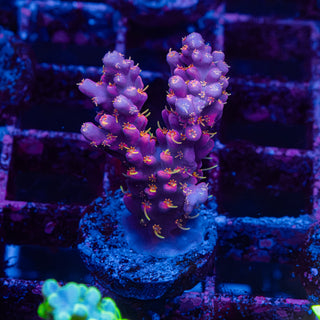 Purple Floyd R231