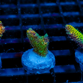 Helios Forge Mille 920