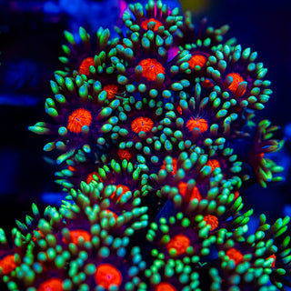 Red Eye Goni G280