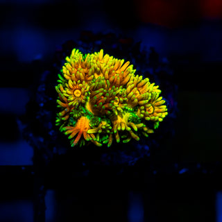 Supernova Goni G373