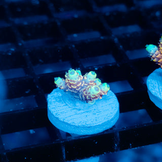 Ember Crown Mille 1029