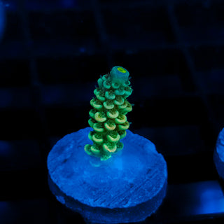 Acid Glow 115