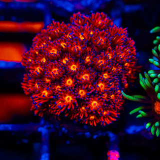 Crimson Goni G295