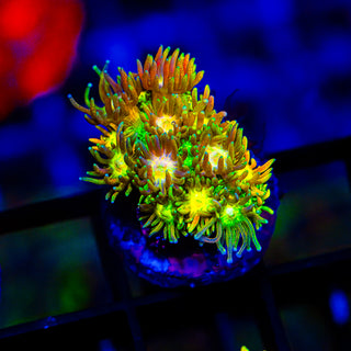 Acid Trip Goni G246
