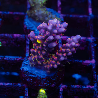Purple Floyd R234