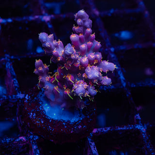 Purple Floyd R236