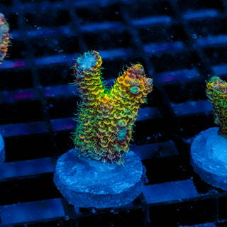 Helios Forge Mille 921