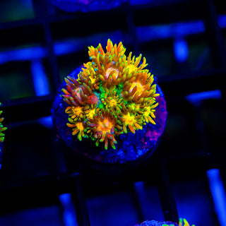 Acid Trip Goni G247