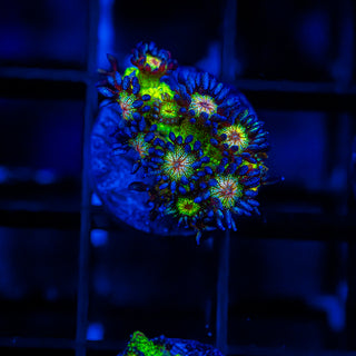 Mistletoe Goni G219