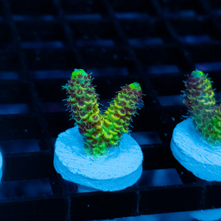 Solar Venom Mille 1099