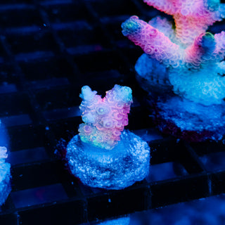 Plasma Blossom Mille 998