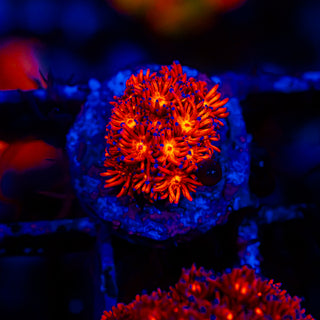 Crimson Goni G296