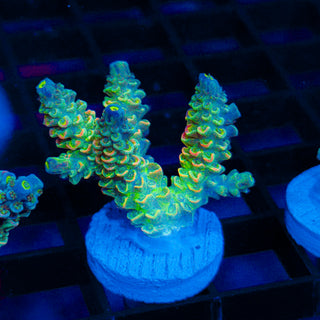 Neon Warden 632