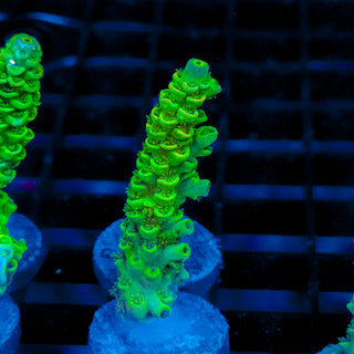 Biohazard Sunburst 727