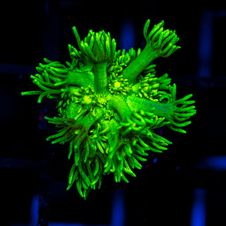 Gamma Goni G335