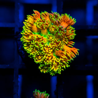 Supernova Goni G372