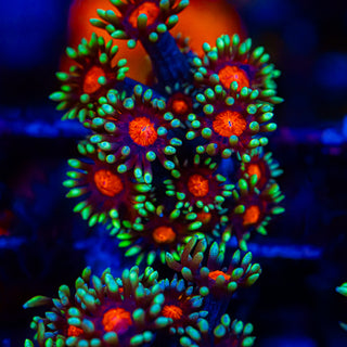 Red Eye Goni G278