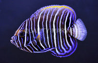 Blue Face, Juvenile