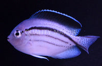Lamarck