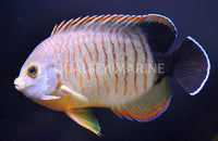 Blacktail, Red Stripe Eibli