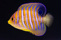 Regal Juvenile